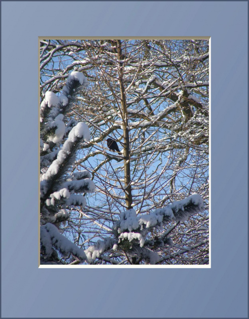 #drzewa #flora #łąki #pola #ptaki #śnieg #wieś #zima #zwierzęta