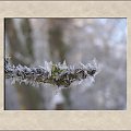 #drzewa #flora #łąki #pola #śnieg #wieś #zima