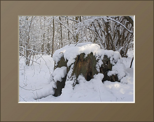 #drzewa #flora #łąki #pola #śnieg #wieś #zima #zwierzęta