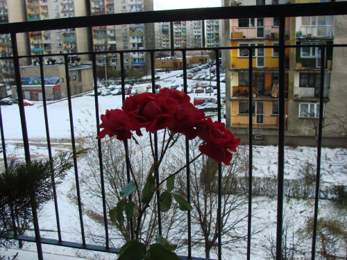 Nasze szalone róże, zakwitły w listopadzie i wytrzymały do stycznia! #róże