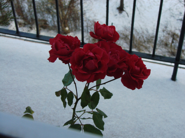 Nasze szalone róże, zakwitły w listopadzie i wytrzymały do stycznia! #róże