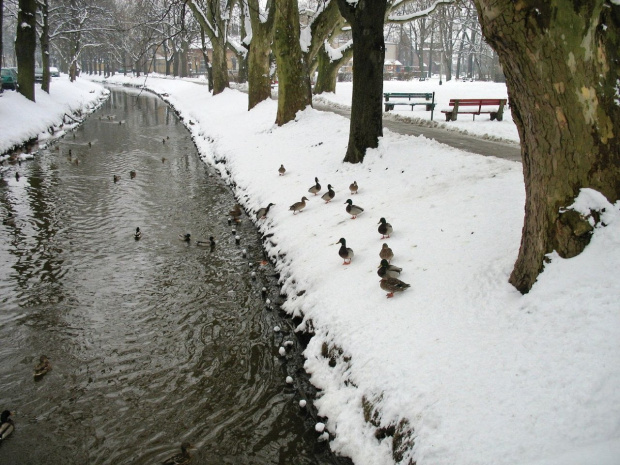 zima nad rzeczką :) #rzeka #Lubsza #zima #kaczki
