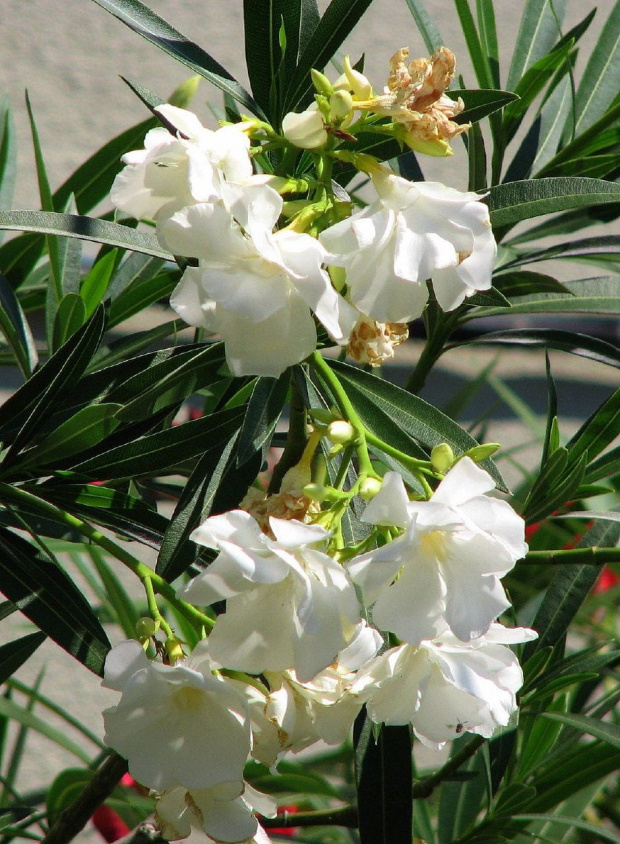 Oleander #kwiaty #drzewa #krzewy #owoce