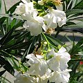 Oleander #kwiaty #drzewa #krzewy #owoce