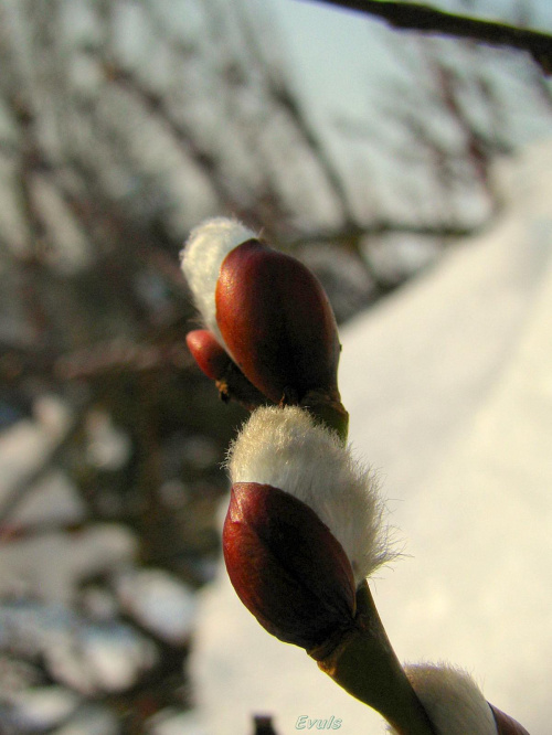 Kłótnia zimy z wiosną :) #zima #luty