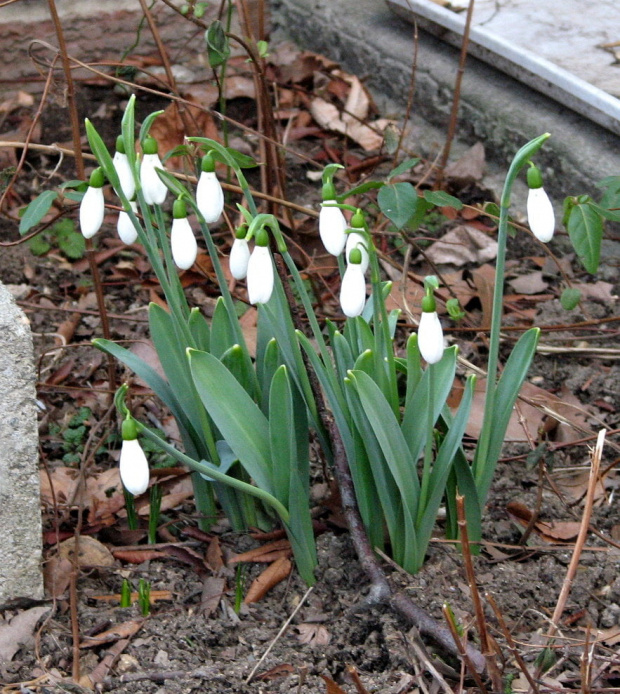 WIOSNA 2009-Nowy Jork #krokusy #przebiśniegi