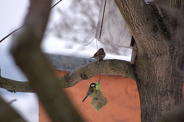 ptaszki ... #ptaki #sikorki #wróble #WiejskiePodwórko