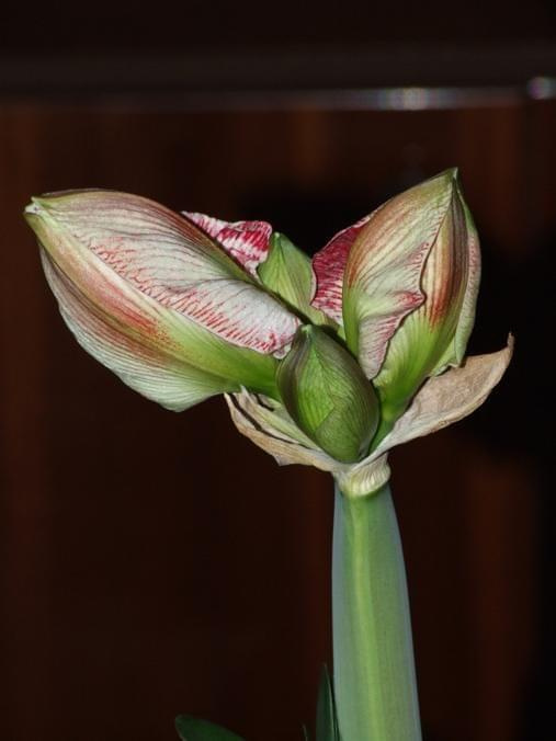 odmiana 'Promise' - 25 lutego 2009 #amarylis #Hippeastrum #hydroponika #Promise