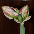 odmiana 'Promise' - 25 lutego 2009 #amarylis #Hippeastrum #hydroponika #Promise