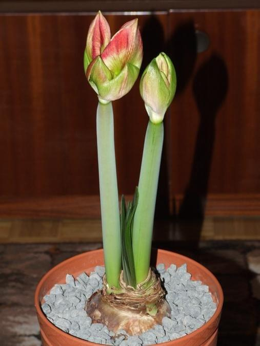 odmiana 'Samba' - 25 lutego 2009 #amarylis #Hippeastrum #hydroponika #Samba