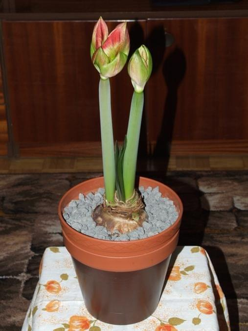 odmiana 'Samba' - 25 lutego 2009 #amarylis #Hippeastrum #hydroponika #Samba