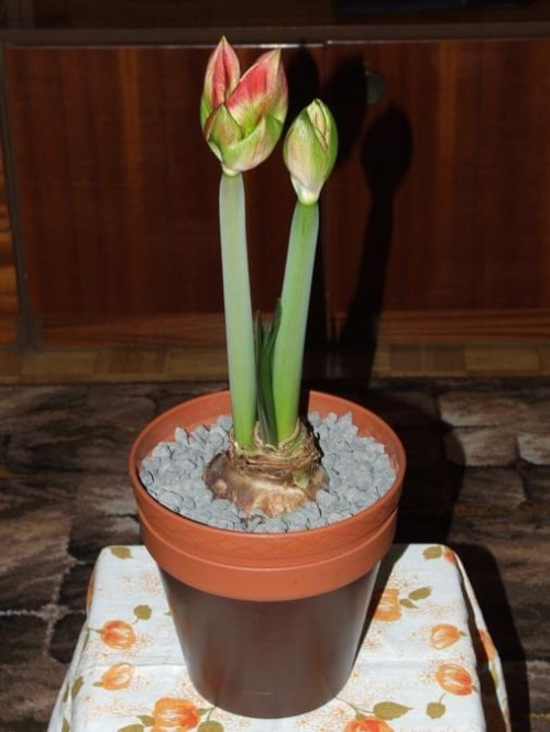 odmiana 'Samba' - 25 lutego 2009 #amarylis #Hippeastrum #hydroponika #Samba