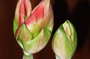 odmiana 'Samba' - 25 lutego 2009 #amarylis #Hippeastrum #hydroponika #Samba