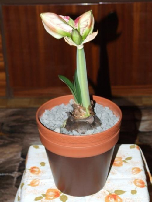 odmiana 'Promise' - 25 lutego 2009 #amarylis #Hippeastrum #hydroponika #Promise