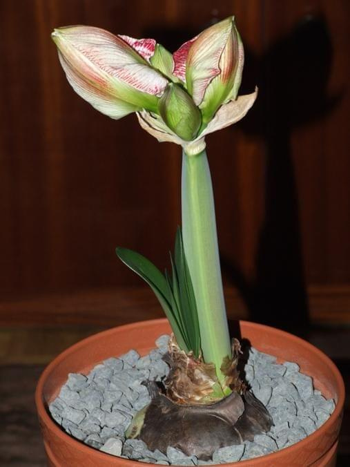 odmiana 'Promise' - 25 lutego 2009 #amarylis #Hippeastrum #hydroponika #Promise