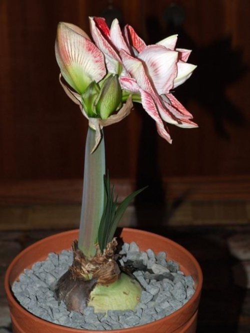 odmiana 'Promise' - 26 lutego 2009 #amarylis #Hippeastrum #hydroponika #Promise