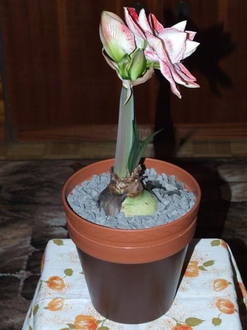 odmiana 'Promise' - 26 lutego 2009 #amarylis #Hippeastrum #hydroponika #Promise