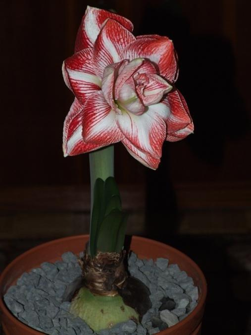 odmiana 'Promise' - 26 lutego 2009 #amarylis #Hippeastrum #hydroponika #Promise