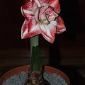 odmiana 'Promise' - 26 lutego 2009 #amarylis #Hippeastrum #hydroponika #Promise