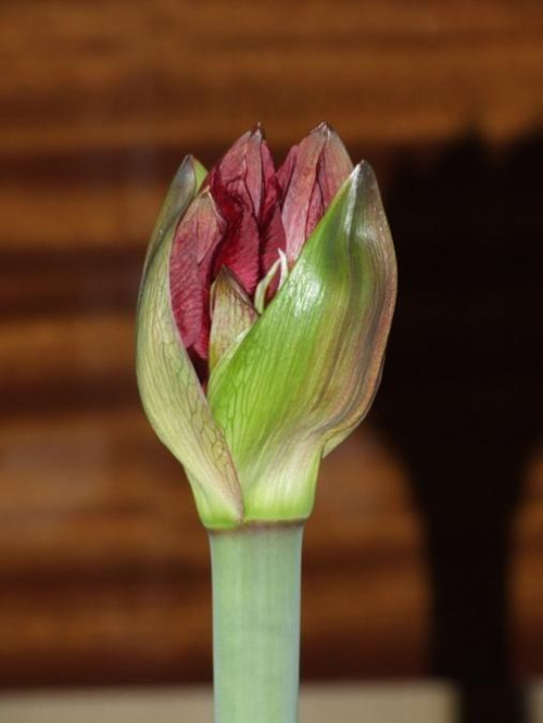 odmiana 'Benfica' - 26 lutego 2009 #amarylis #Hippeastrum #hydroponika #Benfica