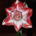 odmiana 'Promise' - 26 lutego 2009 #amarylis #Hippeastrum #hydroponika #Promise