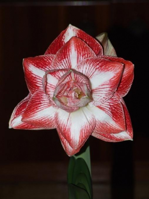 odmiana 'Promise' - 26 lutego 2009 #amarylis #Hippeastrum #hydroponika #Promise