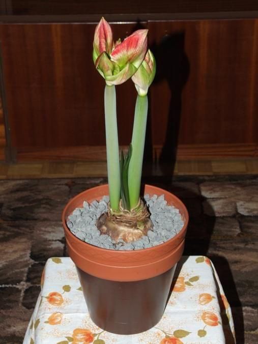 odmiana 'Samba' - 26 lutego 2009 #amarylis #Hippeastrum #hydroponika #Samba