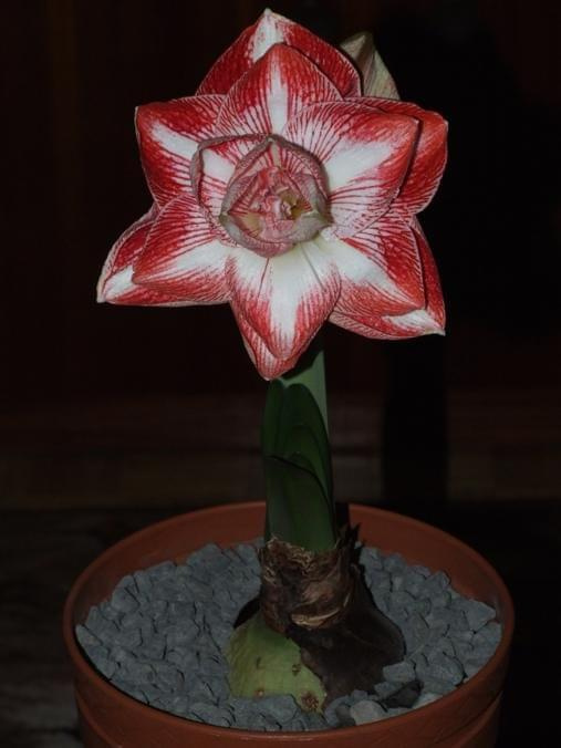 odmiana 'Promise' - 26 lutego 2009 #amarylis #Hippeastrum #hydroponika #Promise