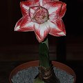 odmiana 'Promise' - 26 lutego 2009 #amarylis #Hippeastrum #hydroponika #Promise