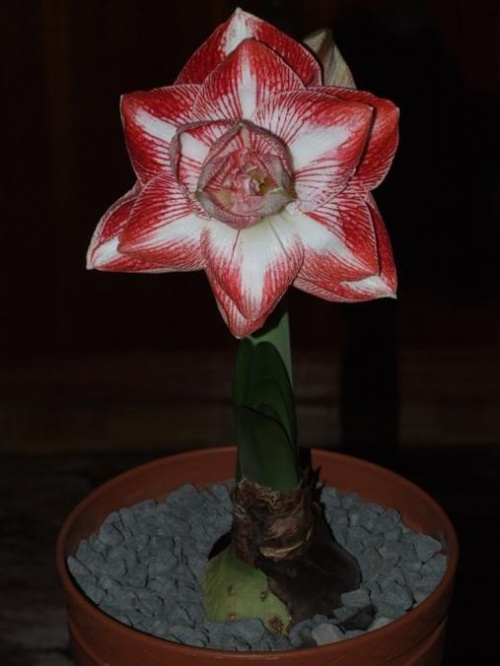 odmiana 'Promise' - 26 lutego 2009 #amarylis #Hippeastrum #hydroponika #Promise