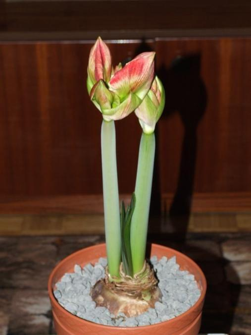 odmiana 'Samba' - 26 lutego 2009 #amarylis #Hippeastrum #hydroponika #Samba