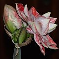 odmiana 'Promise' - 26 lutego 2009 #amarylis #Hippeastrum #hydroponika #Promise