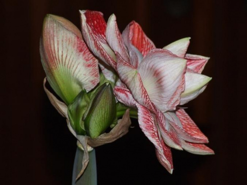 odmiana 'Promise' - 26 lutego 2009 #amarylis #Hippeastrum #hydroponika #Promise