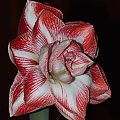 odmiana 'Promise' - 26 lutego 2009 #amarylis #Hippeastrum #hydroponika #Promise