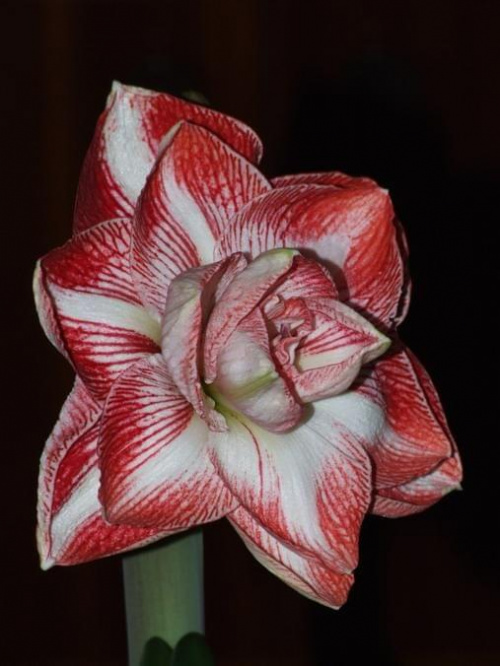 odmiana 'Promise' - 26 lutego 2009 #amarylis #Hippeastrum #hydroponika #Promise