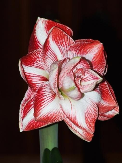 odmiana 'Promise' - 26 lutego 2009 #amarylis #Hippeastrum #hydroponika #Promise