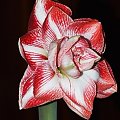 odmiana 'Promise' - 26 lutego 2009 #amarylis #Hippeastrum #hydroponika #Promise