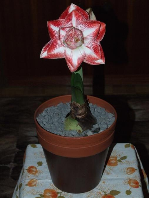 odmiana 'Promise' - 26 lutego 2009 #amarylis #Hippeastrum #hydroponika #Promise