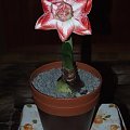 odmiana 'Promise' - 26 lutego 2009 #amarylis #Hippeastrum #hydroponika #Promise