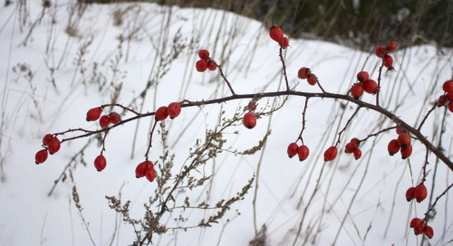 Resztki śniegu są ładnym tłem dla owoców róży...