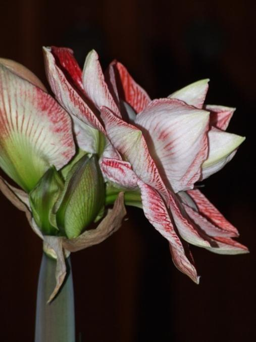 odmiana 'Promise' - 26 lutego 2009 #amarylis #Hippeastrum #hydroponika #Promise