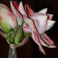 odmiana 'Promise' - 26 lutego 2009 #amarylis #Hippeastrum #hydroponika #Promise