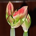 odmiana 'Samba' - 26 lutego 2009 #amarylis #Hippeastrum #hydroponika #Samba