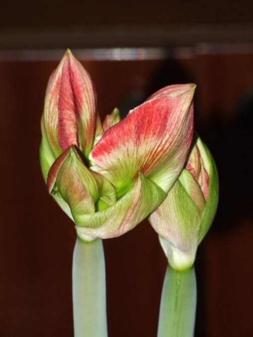 odmiana 'Samba' - 26 lutego 2009 #amarylis #Hippeastrum #hydroponika #Samba