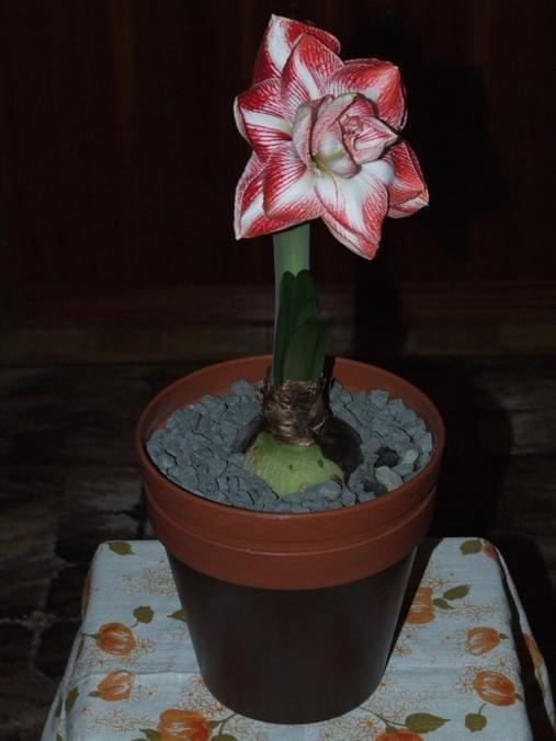 odmiana 'Promise' - 26 lutego 2009 #amarylis #Hippeastrum #hydroponika #Promise