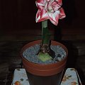 odmiana 'Promise' - 26 lutego 2009 #amarylis #Hippeastrum #hydroponika #Promise