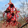 Hamamelis x intermedia 'Diane'