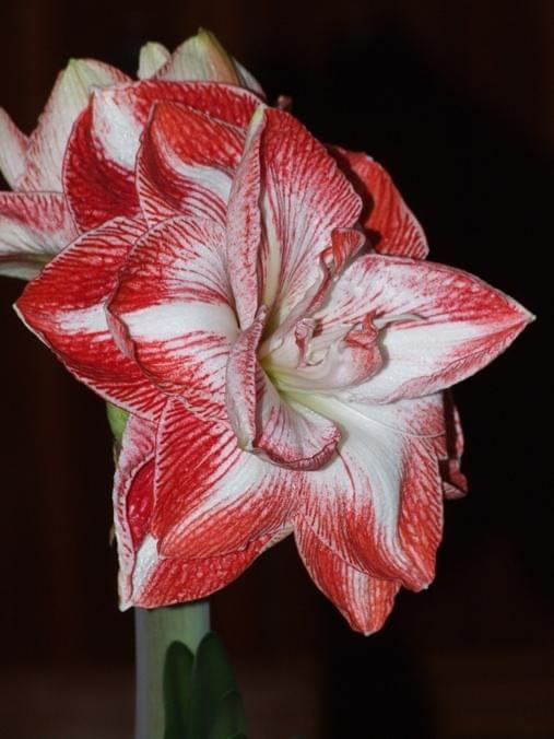 odmiana 'Promise' - 27 lutego 2009 #amarylis #Hippeastrum #hydroponika #Promise