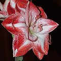 odmiana 'Promise' - 27 lutego 2009 #amarylis #Hippeastrum #hydroponika #Promise