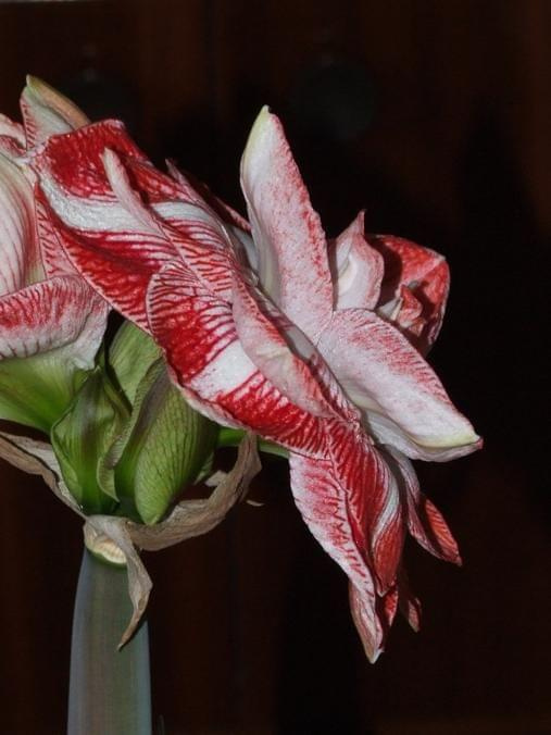 odmiana 'Promise' - 27 lutego 2009 #amarylis #Hippeastrum #hydroponika #Promise